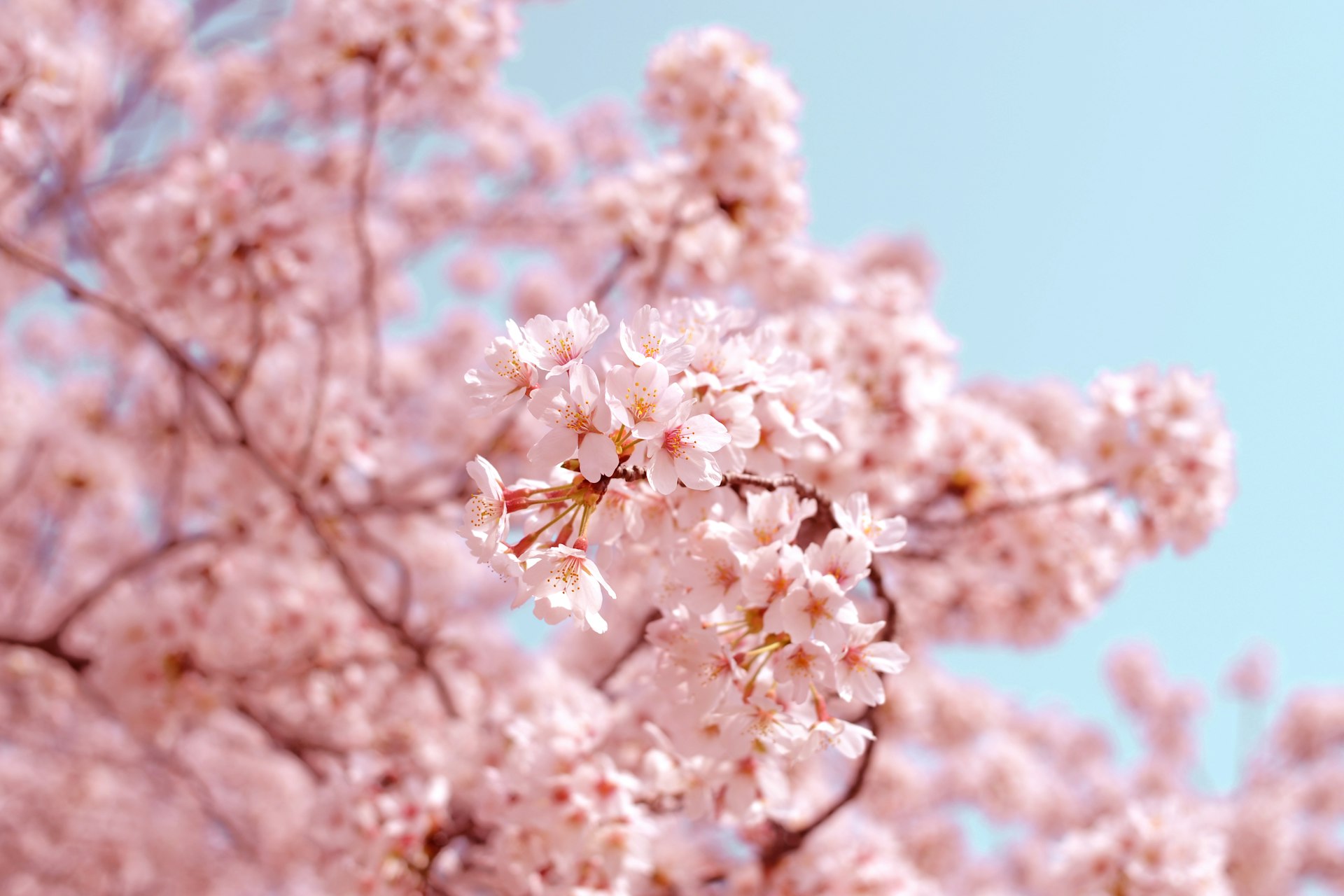 Cherry blossom branches in full bloom in Japan