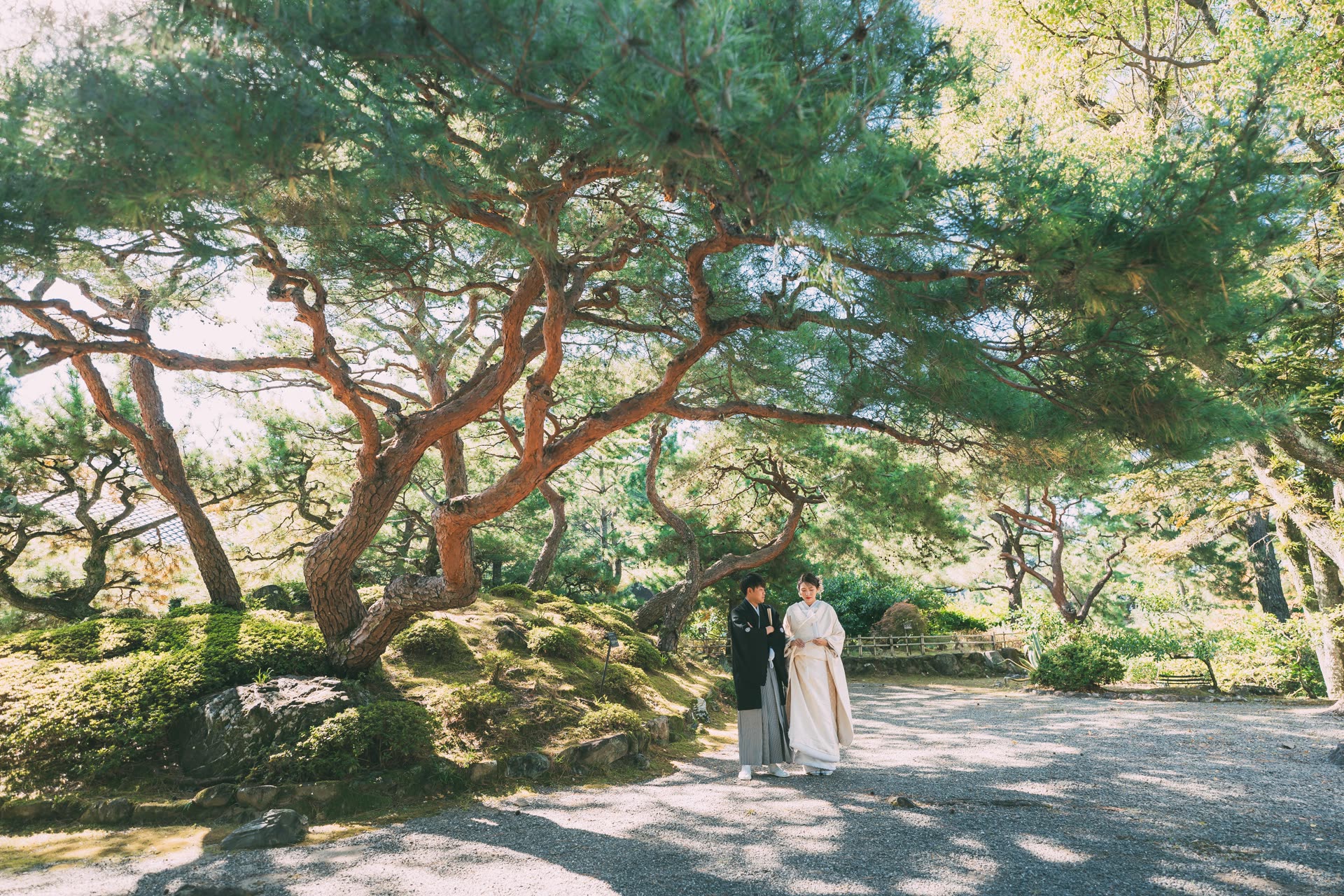 Couple in kimono standing beneath a sprawling ancient pine in a Japanese garden