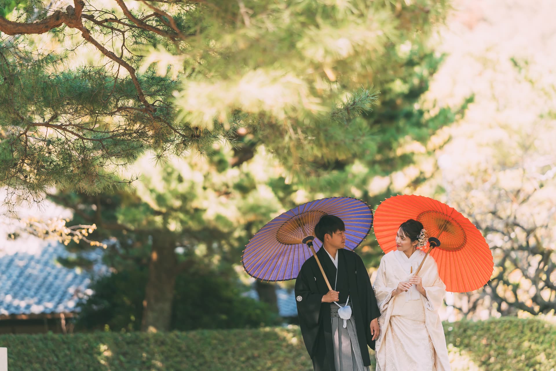 Couple in kimono walking beneath pine trees with red and violet paper parasols on a Japan pre-wedding photoshoot