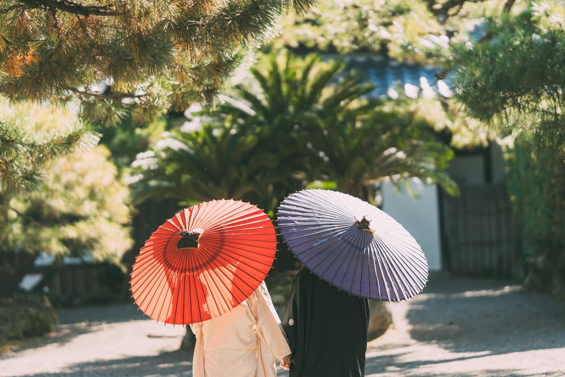 Bride and groom in kimono seen from behind under red and lavender wagasa parasols on a garden path