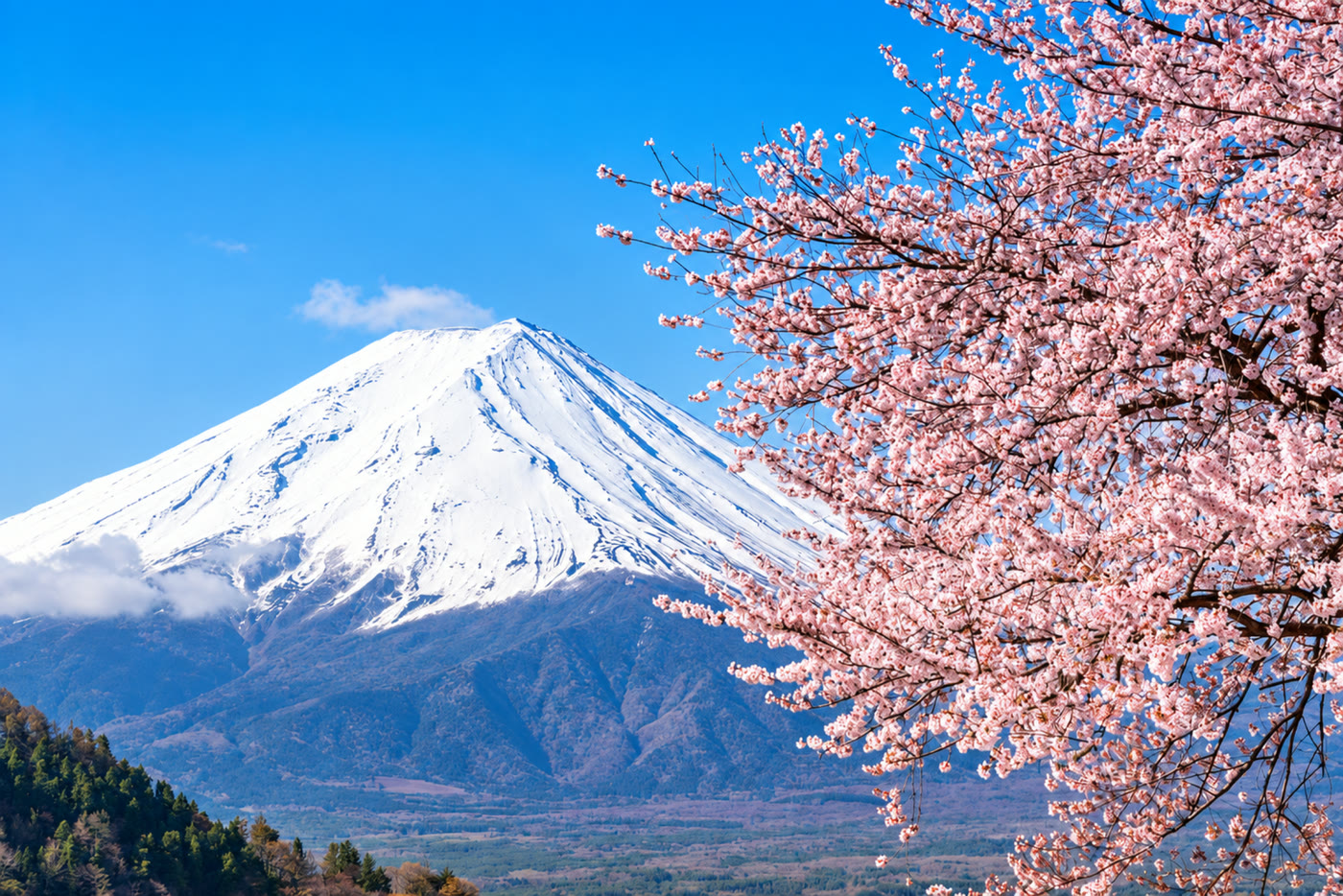 Snow-capped Mount Fuji with cherry blossom in full bloom, the setting for a spring pre-wedding photoshoot in Japan