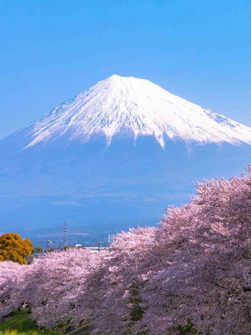 Snow-capped Mount Fuji above cherry trees in full bloom, a pre-wedding photoshoot location in Japan