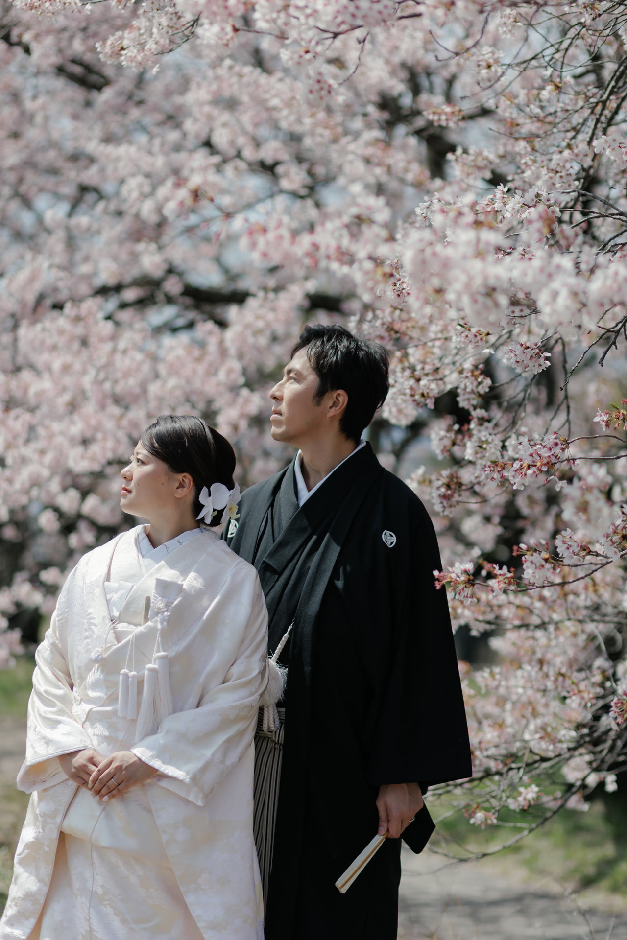 Couple in kimono looking up into a canopy of cherry blossom