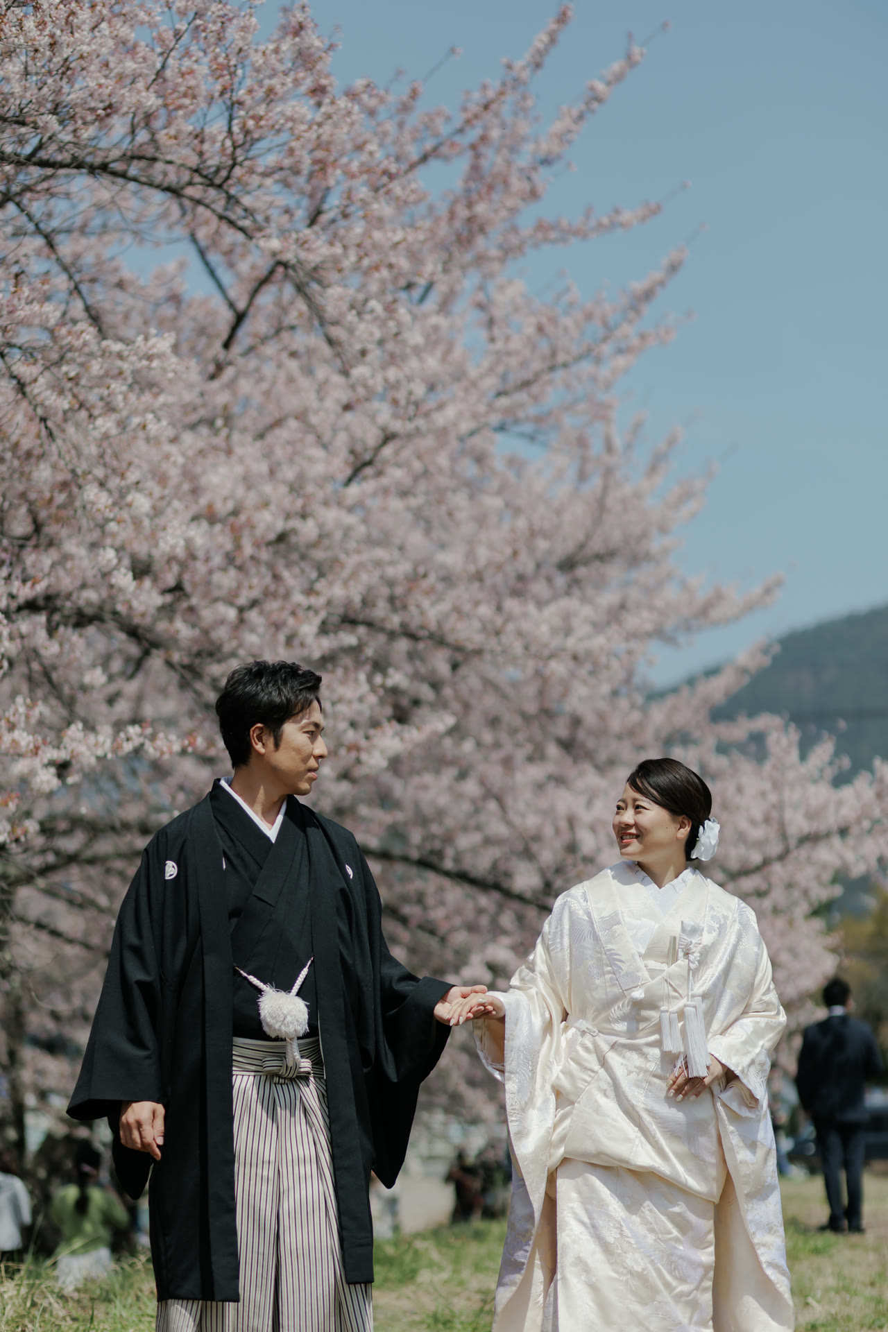 Bride and groom in kimono holding hands under a cherry tree in full bloom, Mt. Fuji faint in the haze behind