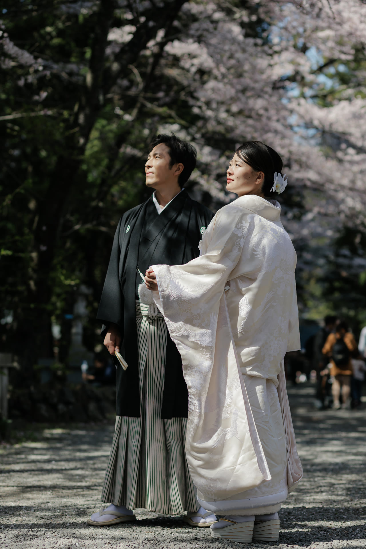 Couple in kimono pausing on a shrine path to look up at the cherry blossom