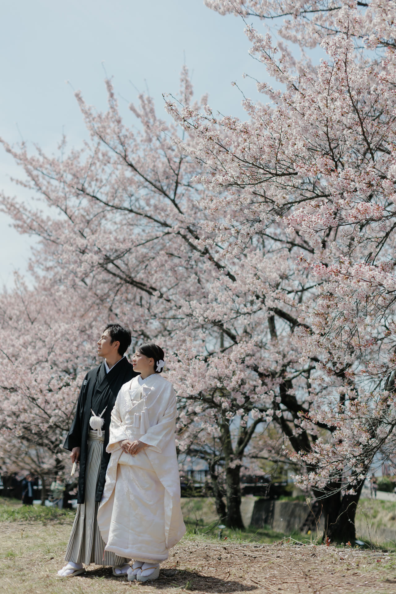 Couple standing together beneath a large cherry tree in bloom