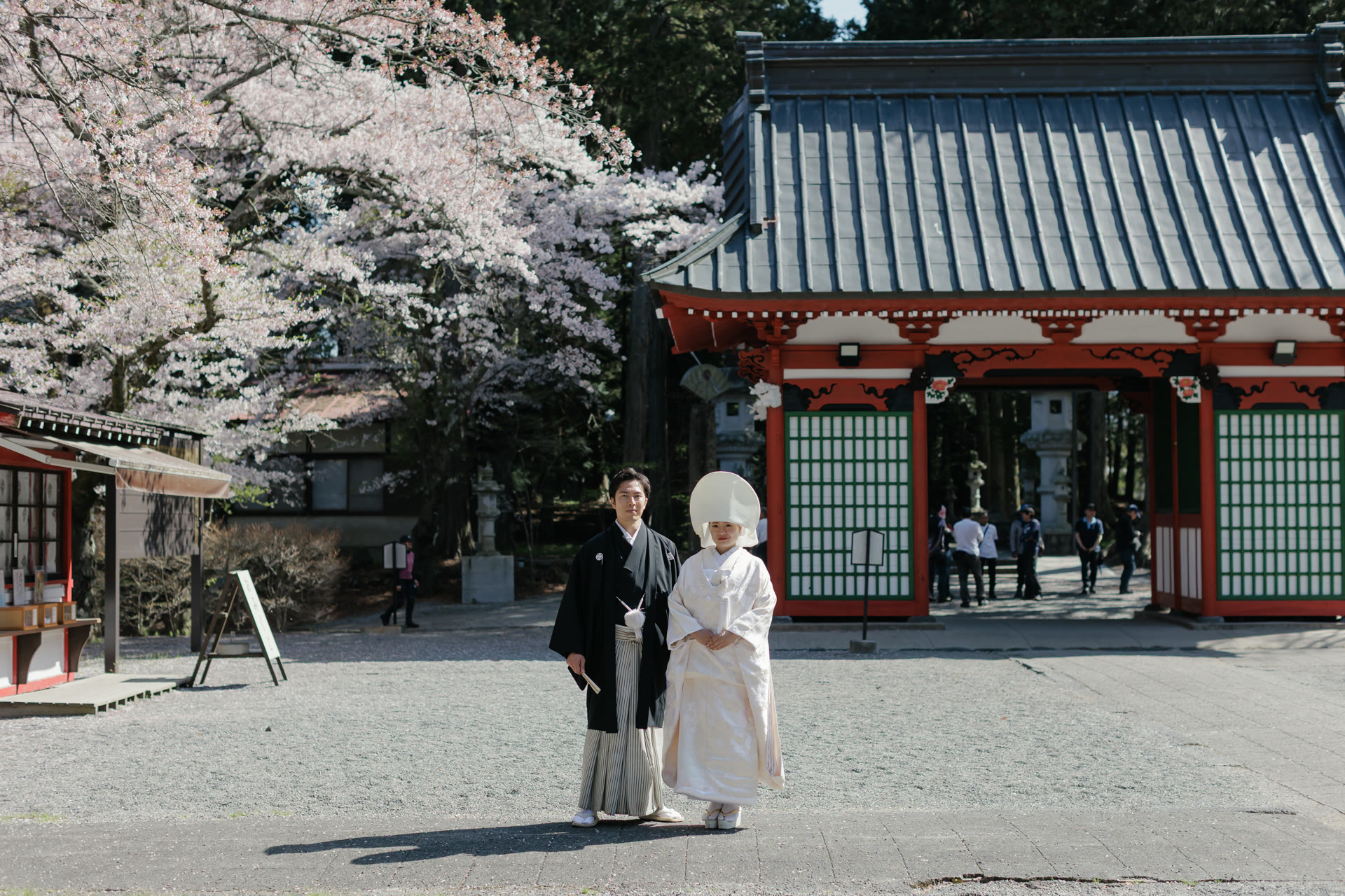 Couple in kimono before a vermilion shrine gate framed by cherry blossom and cedar