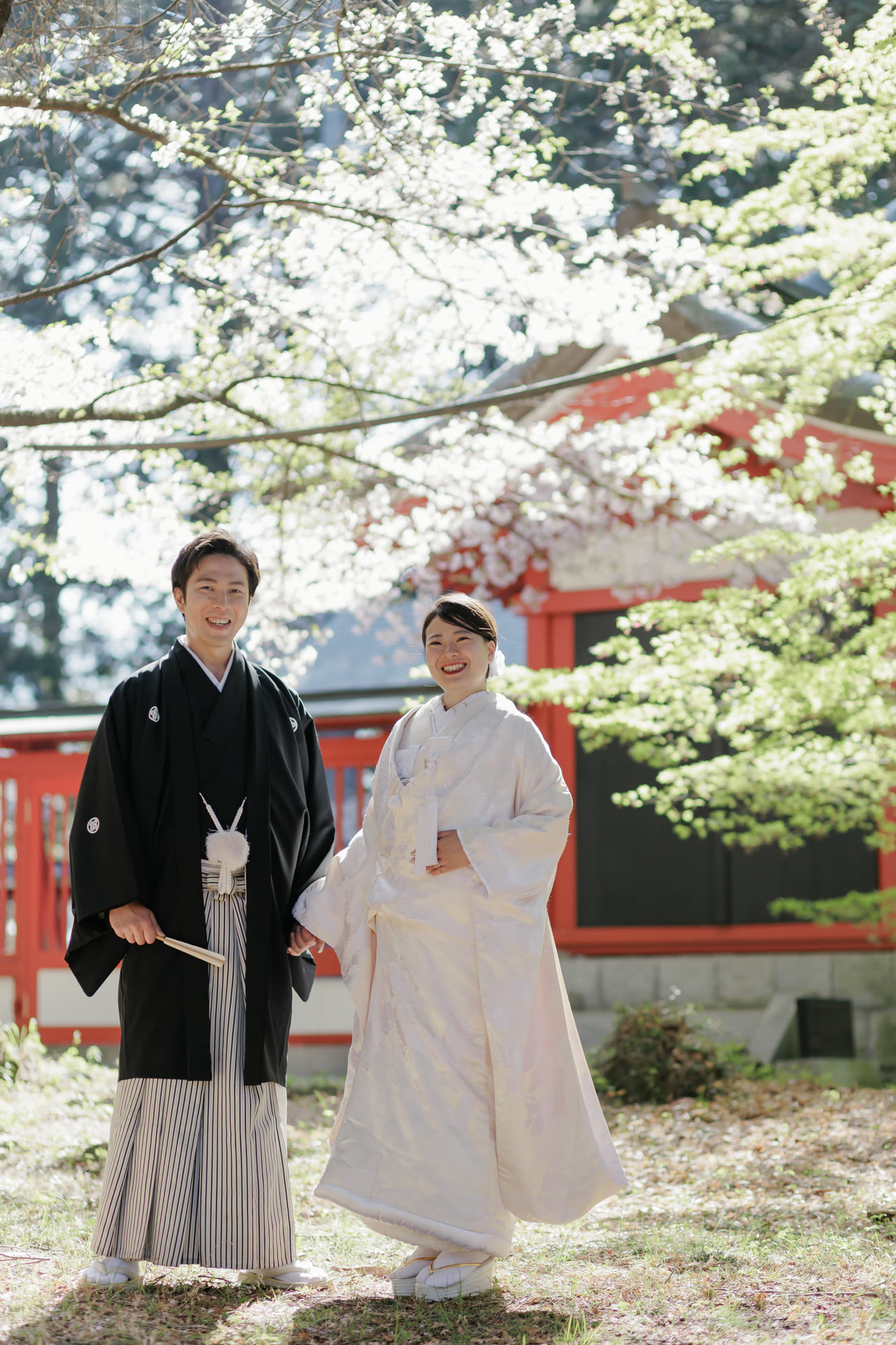 Couple in kimono beneath fresh spring leaves and blossom in front of a red-lacquered shrine hall