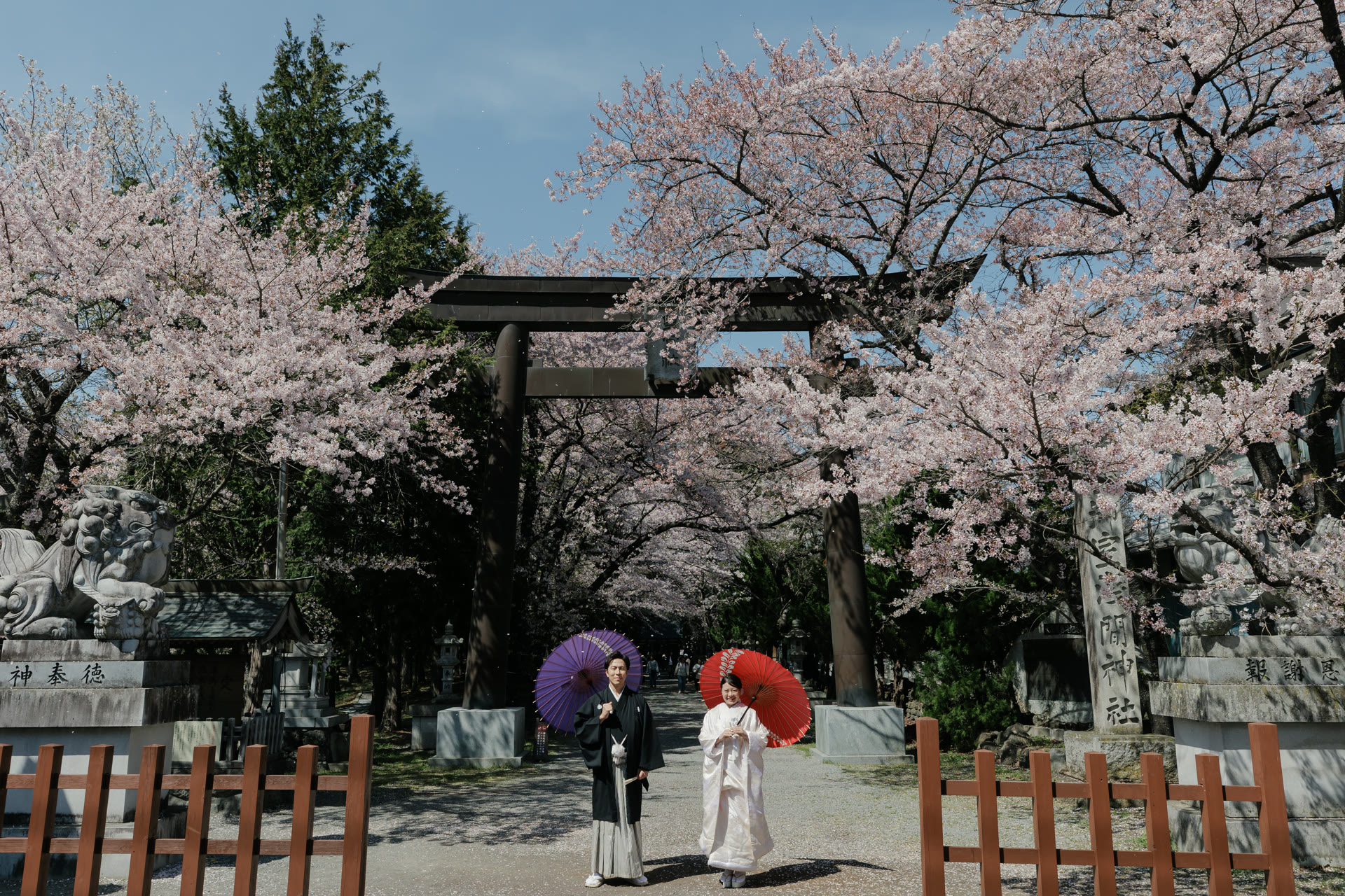 Couple with wagasa parasols beneath a large wooden torii gate surrounded by cherry trees at a shrine near Mt. Fuji