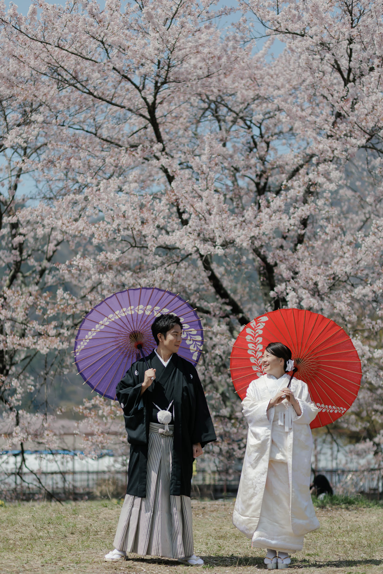 Bride and groom holding a red and a purple wagasa parasol beneath cherry blossoms