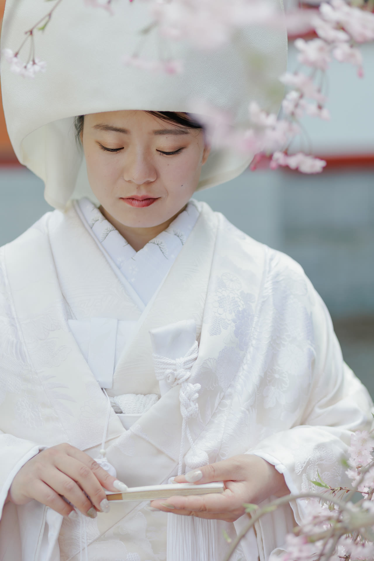 Bride in shiromuku and wataboshi hood looking down, cherry blossom softly in the foreground