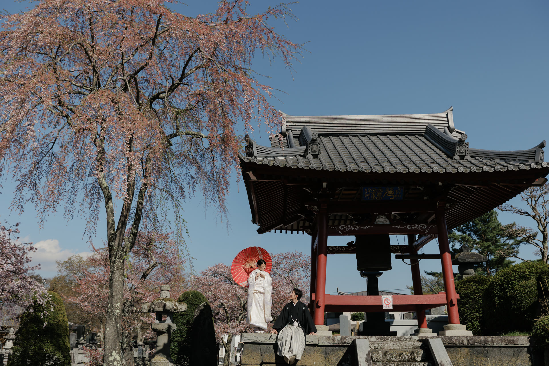 Couple with a red parasol beneath a weeping cherry tree beside a temple bell tower, blue spring sky