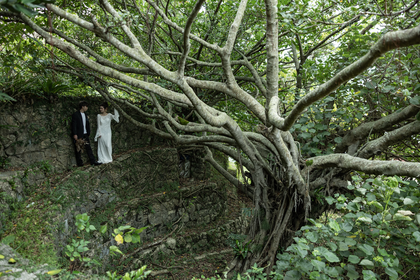 Couple among the spreading branches and roots of an old banyan tree